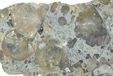 Fossil Brachiopod (Rafinesquina) and Bryozoan Plate - Indiana #285116-1